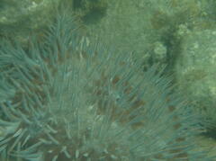 Acanthaster planci