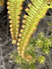 Dicranopteris linearis emarginata