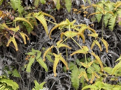 Dicranopteris linearis emarginata