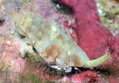 Eucithara