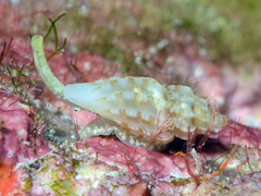 Eucithara