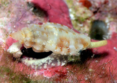 Eucithara