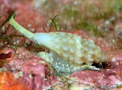 Eucithara