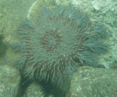 Acanthaster planci