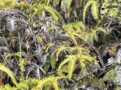 Dicranopteris linearis emarginata
