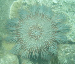 Acanthaster planci