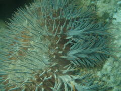 Acanthaster planci
