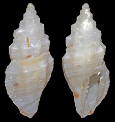 Eucithara