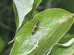 Trypherus frisoni