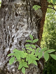 Juglans × intermedia