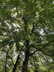 Juglans × intermedia