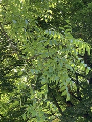 Juglans × intermedia
