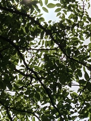 Juglans × intermedia