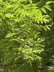 Juglans × intermedia