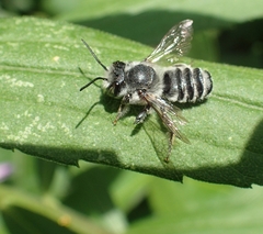 Megachile texana