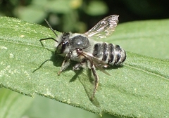 Megachile texana
