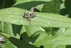 Megachile texana