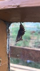 Nymphalis