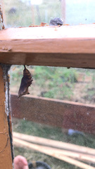 Nymphalis