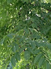 Juglans × intermedia