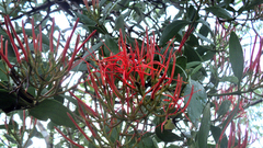 Psittacanthus mayanus