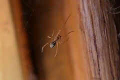 Theridiidae