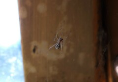 Theridiidae