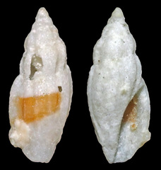 Eucithara