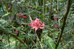 Etlingera elatior