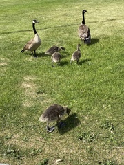 Branta canadensis