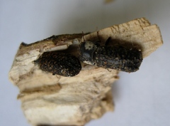 Amphicerus bimaculatus