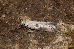 Yponomeuta irrorellus