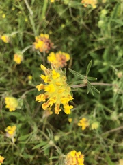 Anthyllis vulneraria