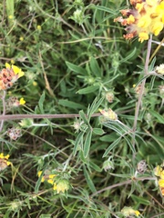 Anthyllis vulneraria