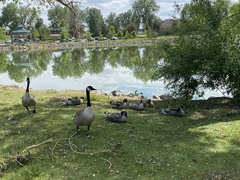 Branta canadensis