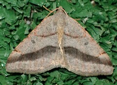 Digrammia subminiata