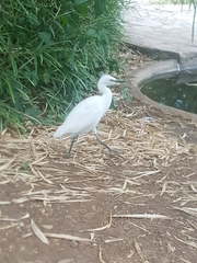 Bubulcus ibis