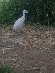Bubulcus ibis