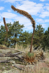 Agave potrerana