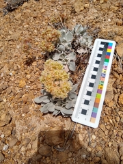 Eriogonum robustum