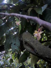 Theobroma cacao