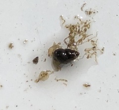 Potamopyrgus antipodarum