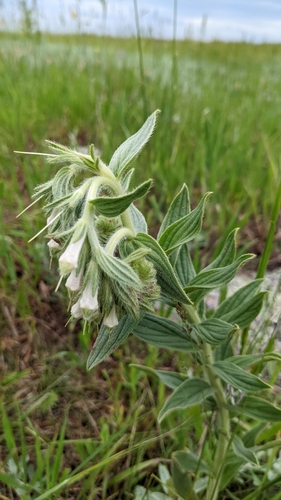 Lithospermum occidentale