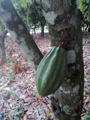 Theobroma cacao