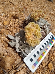 Eriogonum robustum