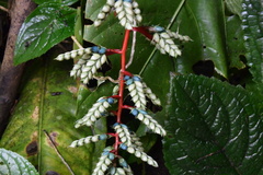 Aechmea pubescens image
