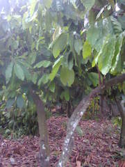 Theobroma cacao