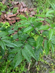 Sambucus williamsii