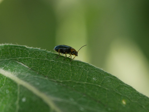 Luperus viridipennis, 2022-06-20