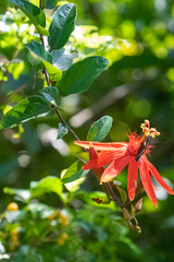 Passiflora punicea